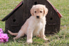 AKC Registered Golden Retriever For Sale Fredericksburg, OH Female- Lisa