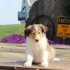 Collie Lassie For Sale Fredericksburg OH Female-Gigi