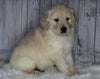 Goldendoodle For Sale Sugarcreek, OH Male- Jackson