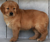 AKC Registered Golden Retriever For Sale Millersburg OH-Male Ashton