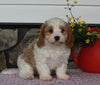 Cavapoo For Sale Sugarcreek OH Female-Sophia
