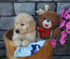 AKC Registered Golden Retriever For Sale Brinkhaven OH Male-Koda