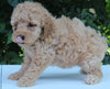 AKC Registered Mini Poodle For Sale Millersburg OH Male-Tarzan
