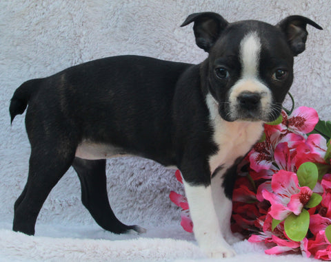 AKC Registered Boston Terrier For Sale Warsaw OH-Female Fiona