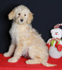Medium F1B Labradoodle For Sale Millersburg OH Female-Hannah