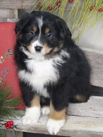Australian Shepherd For Sale Shreve OH Male-Snickers