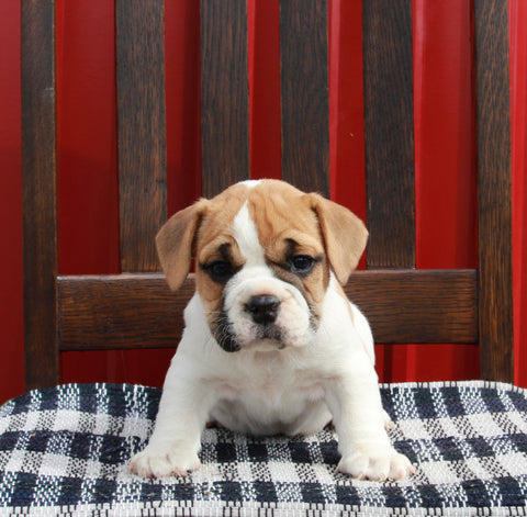 Beabull For Sale Wooster OH Female-Riley