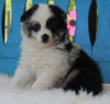 Mini Australian Shepherd For Sale Fredericksburg OH -Female Sky