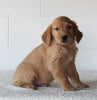 AKC Registered Golden Retriever For Sale Millersburg OH Male-Fido