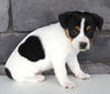 Jack Russel For Sale Millersburg OH Female-Summer