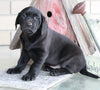 ACA Registered Labrador Retriever For Sale Sugarcreek OH Female-Daisy