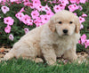 AKC Registered Golden Retriever For Sale Millerburg OH Male-Spencer