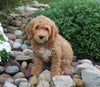 F1BB Mini Labradoodle For Sale Millersburg OH Female- Eliza