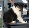 AKC Registered Collie Lassie For Sale Fredericksburg OH Female-Carmen