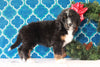Bernedoodle (Standard) For Sale Sugarcreek, OH Female- Misty