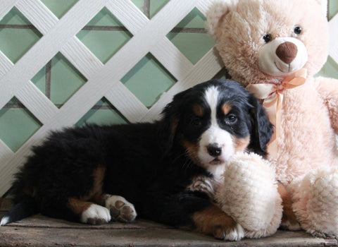 AKC Registered Bernese Mountain Dog For Sale Millersburg, OH Male- Rambo