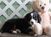 AKC Registered Bernese Mountain Dog For Sale Millersburg, OH Male- Rambo