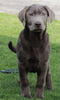 AKC Registered Silver Labrador Retreiver For Sale Sugarcreek OH Female-Molly