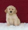 AKC Registered Golden Retriever For Sale Fredericksburg OH Male-Rusty