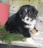 Australian Shepherd For Sale Shreve OH Male-Snickers