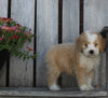 Mini Bernedoodle For Sale Sugarcreek OH Male-Cinnamon