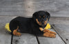AKC Registered Rottweiler For Sale Applecreek OH Female-Astra