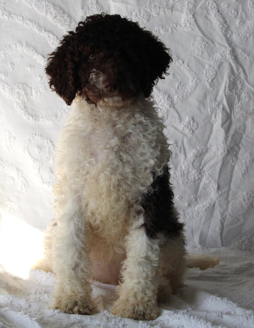 AKC Registered Standard Poodle For Sale Sugarcreek OH Female-Tabatha