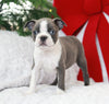 AKC Registered Boston Terrier For Sale Warsaw, OH Female- Echo