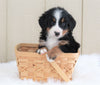 AKC Registered Bernese Mountain Dog For Sale Brinkhaven, OH Female- Penny
