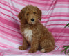 F1BB Mini Labradoodle For Sale Millersburg OH Female- Eliza