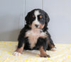 AKC Registered Bernese Mountain Dog For Sale Millersburg, OH Female- Cammi