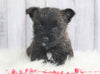 AKC Registered Cairn Terrier For Sale Millersburg, OH Female- Jade