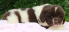 AKC Newfoundland For Sale Millersburg OH -Female Sophia