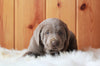 AKC Registered Silver Labrador Retriever For Sale Fredericksburg, OH Male- Jack