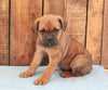 AKC Registered Cane Corso For Sale Wooster, OH Male- King