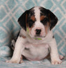 Beabull For Sale Navarre OH Male-Luke