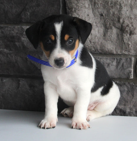 Jack Russel For Sale Millersburg OH Male-Andre'