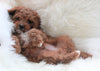 Cavapoo For Sale Baltic, OH Male- Neily