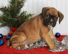 Boxer For Sale Fredericksburg OH Female-Mercedes