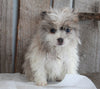 Pomeranian For Sale Wooster, OH Female- Stacy