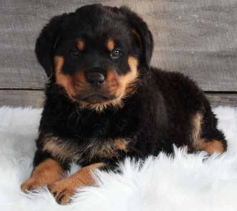 AKC Registered Rottweiler For Sale Applecreek OH -Male Buster