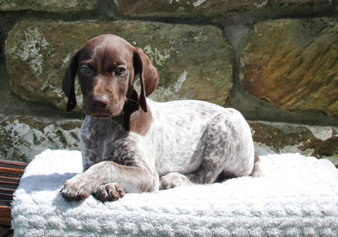 AKC Registered German Shorthaired Pointer For Sale Fredericksburg OH Female-Camo