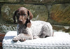 AKC Registered German Shorthaired Pointer For Sale Fredericksburg OH Female-Camo