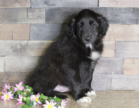 Golden Collie For Sale Fredericksburg, OH Male- Travis