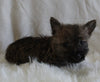 AKC Registered Cairn Terrier For Sale Millersburg OH Male-Weston