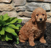 Mini Goldendoodle For Sale Sugarcreek OH Female-Sky