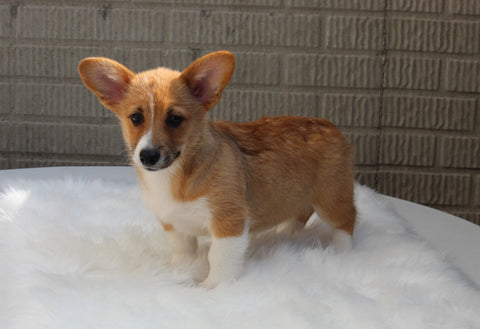 Pembroke Welch Corgi For Sale Millersburg OH Male-Felix