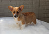 Pembroke Welch Corgi For Sale Millersburg OH Male-Felix