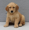 AKC Registered Golden Retriever For Sale Brinkhaven OH Female-Ellie