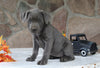 AKC Registered Cane Corso For Sale Wooster OH Female-Dora